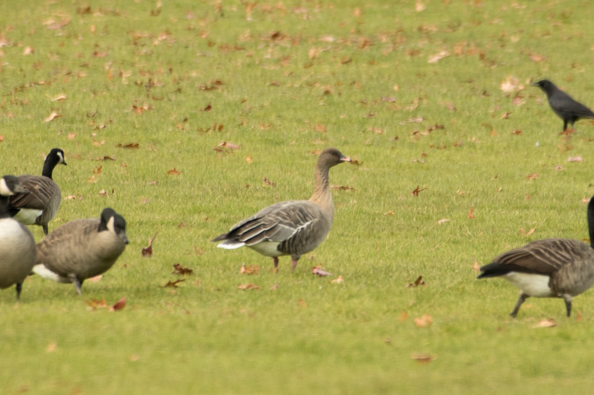 Pink-footed Goose - ML123948151
