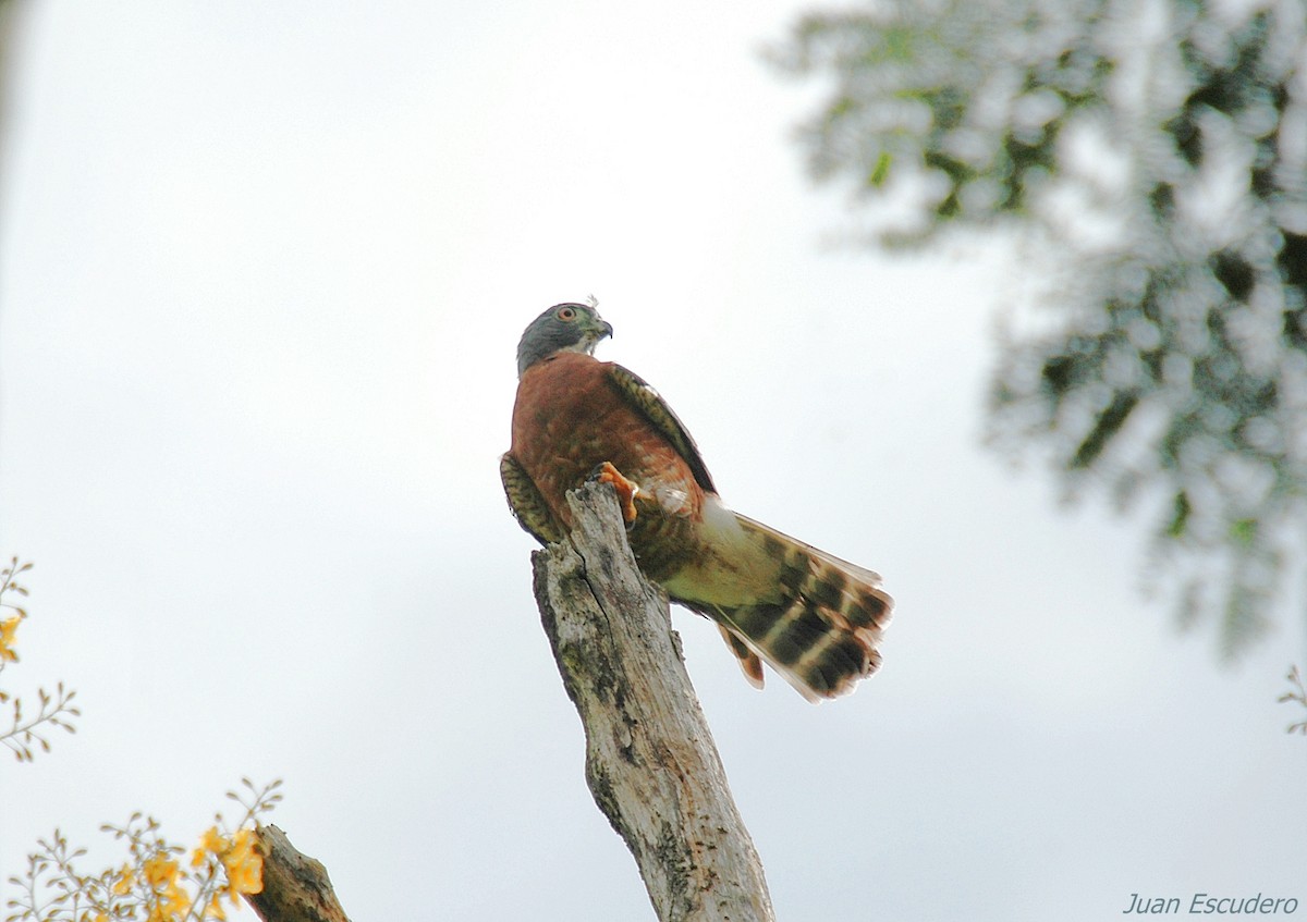 Double-toothed Kite - Juan Escudero