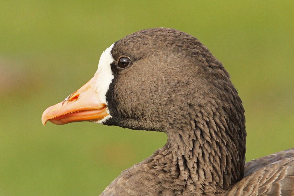 Greater White-fronted Goose (Greenland) - ML123950431