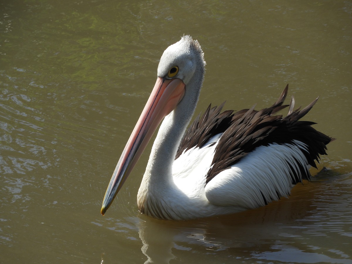 Australian Pelican - Charles Silveira