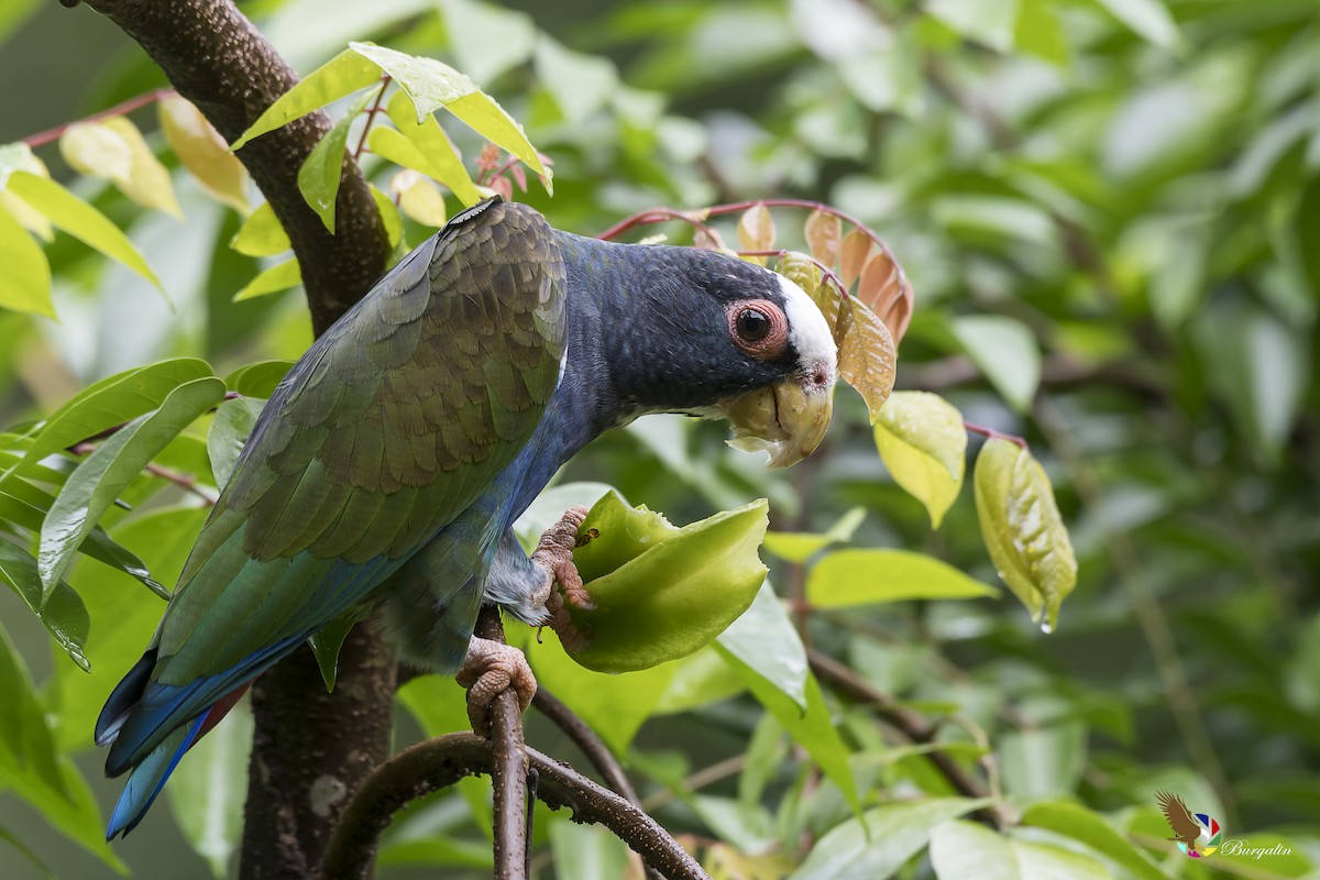 White-crowned Parrot - ML123955831