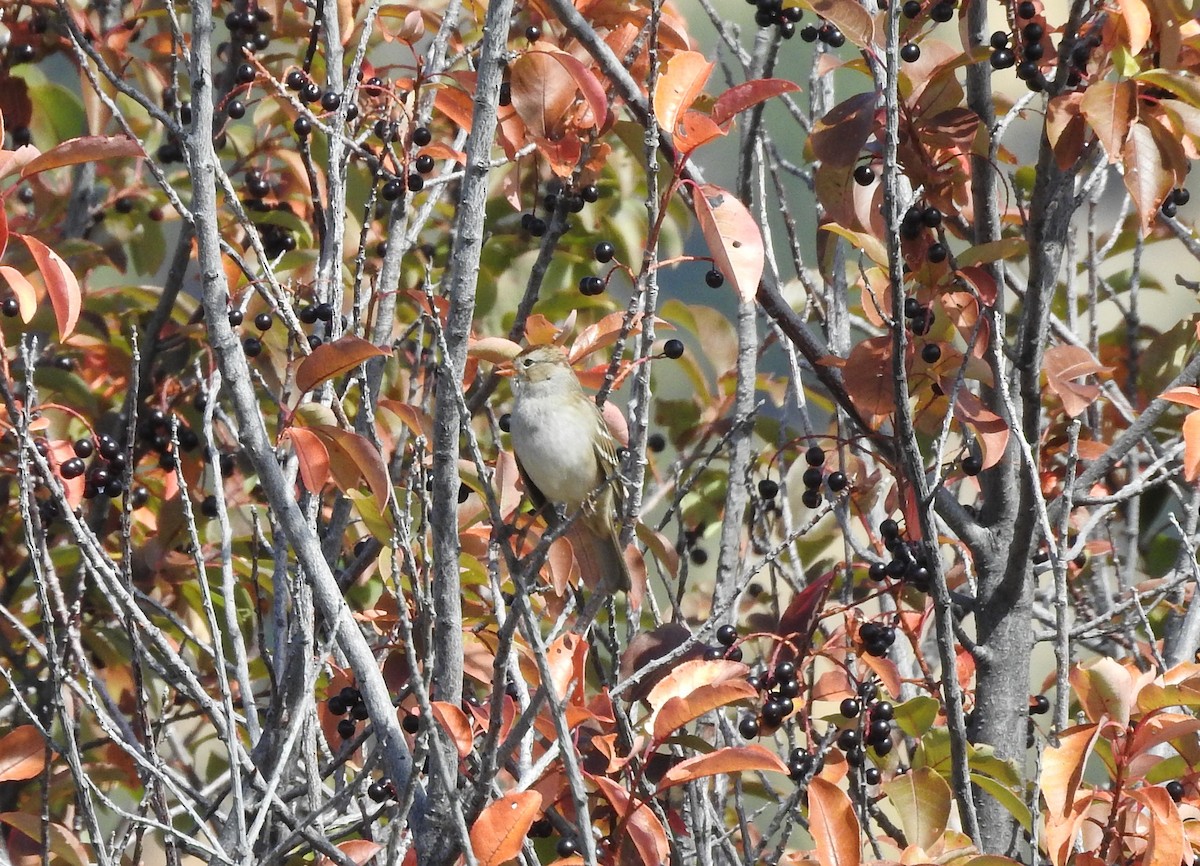 White-crowned Sparrow - ML123956251