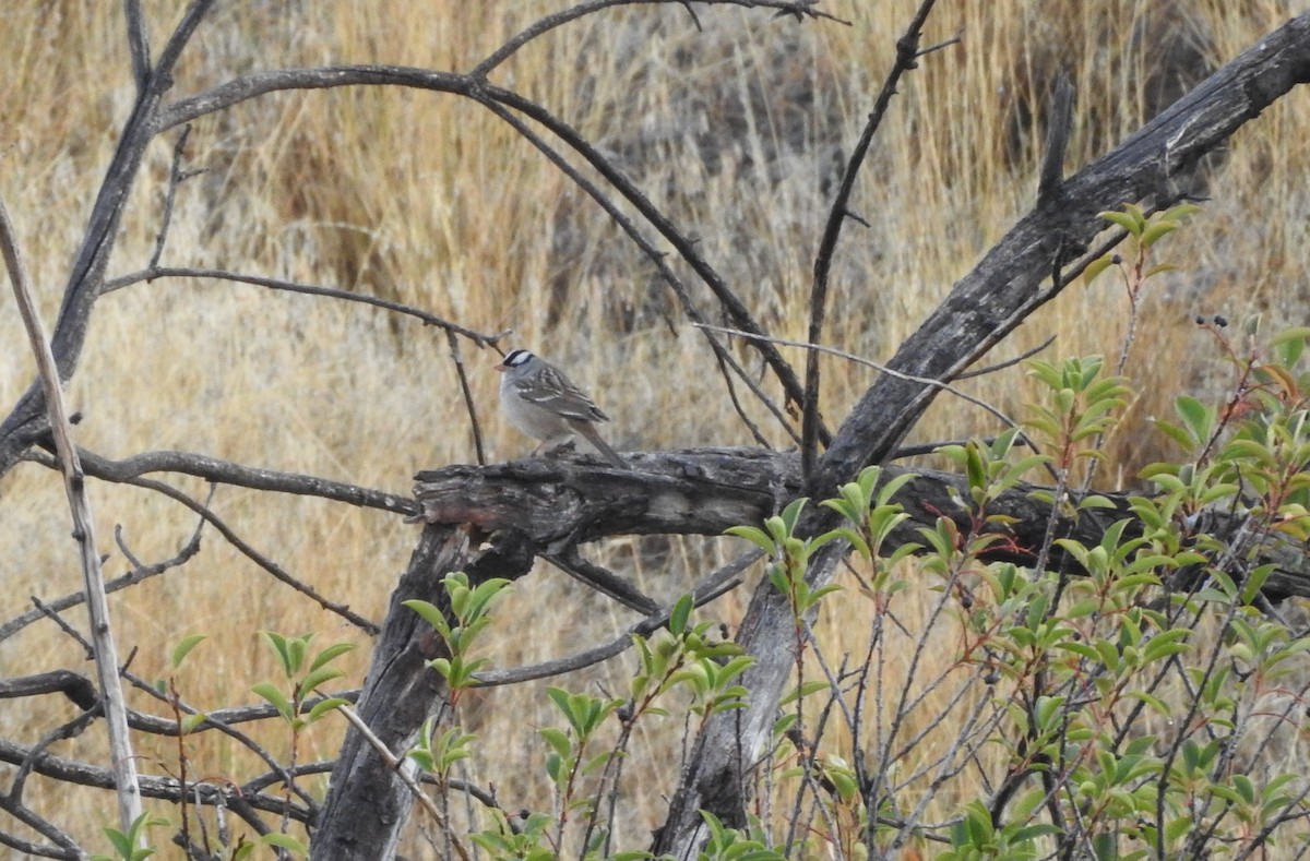 White-crowned Sparrow - ML123956311