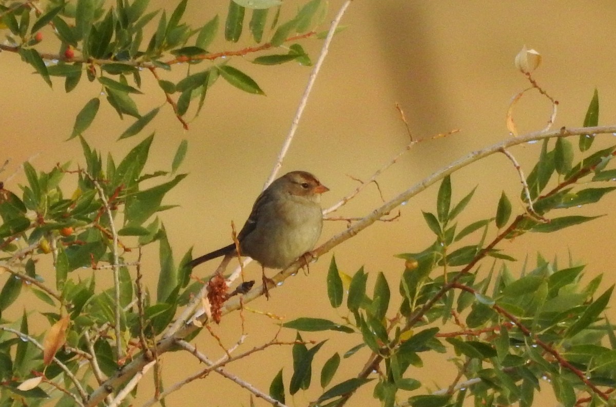 White-crowned Sparrow - ML123956391