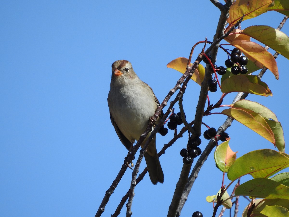 White-crowned Sparrow - ML123956501