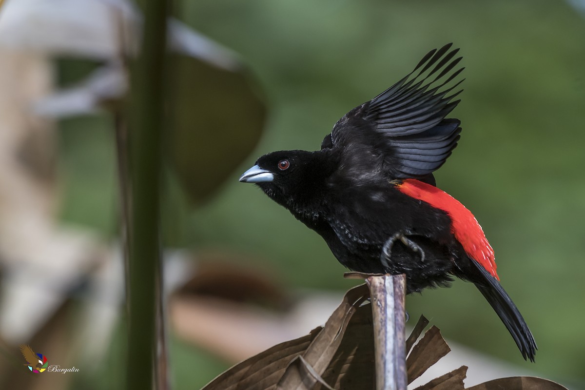 Scarlet-rumped Tanager - ML123956651