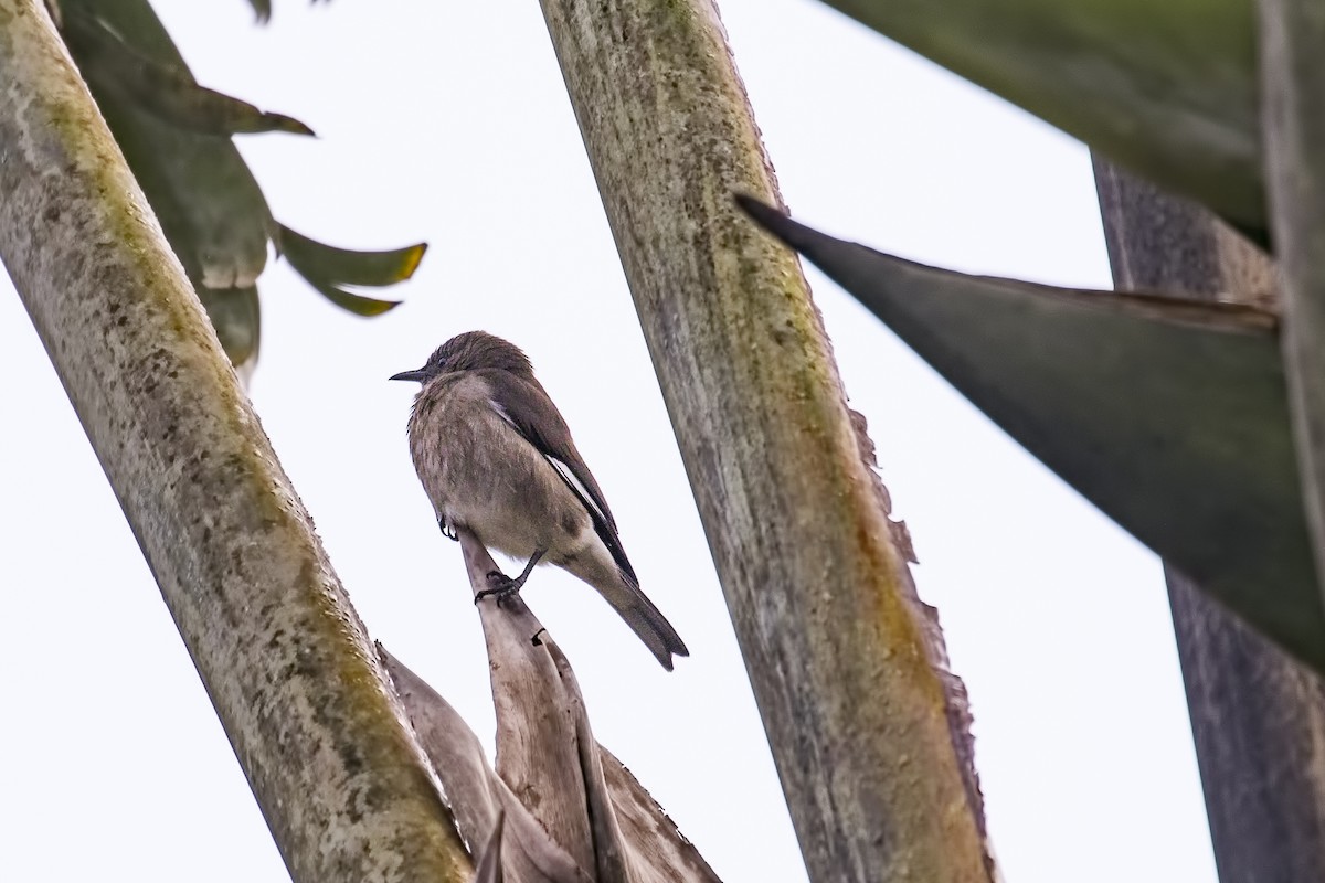 Madagascar Starling - Simon Lane