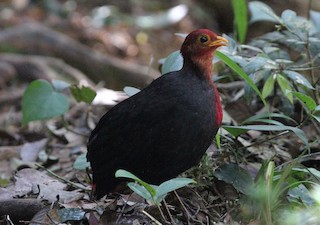 Crimson-headed Partridge, ML123959011