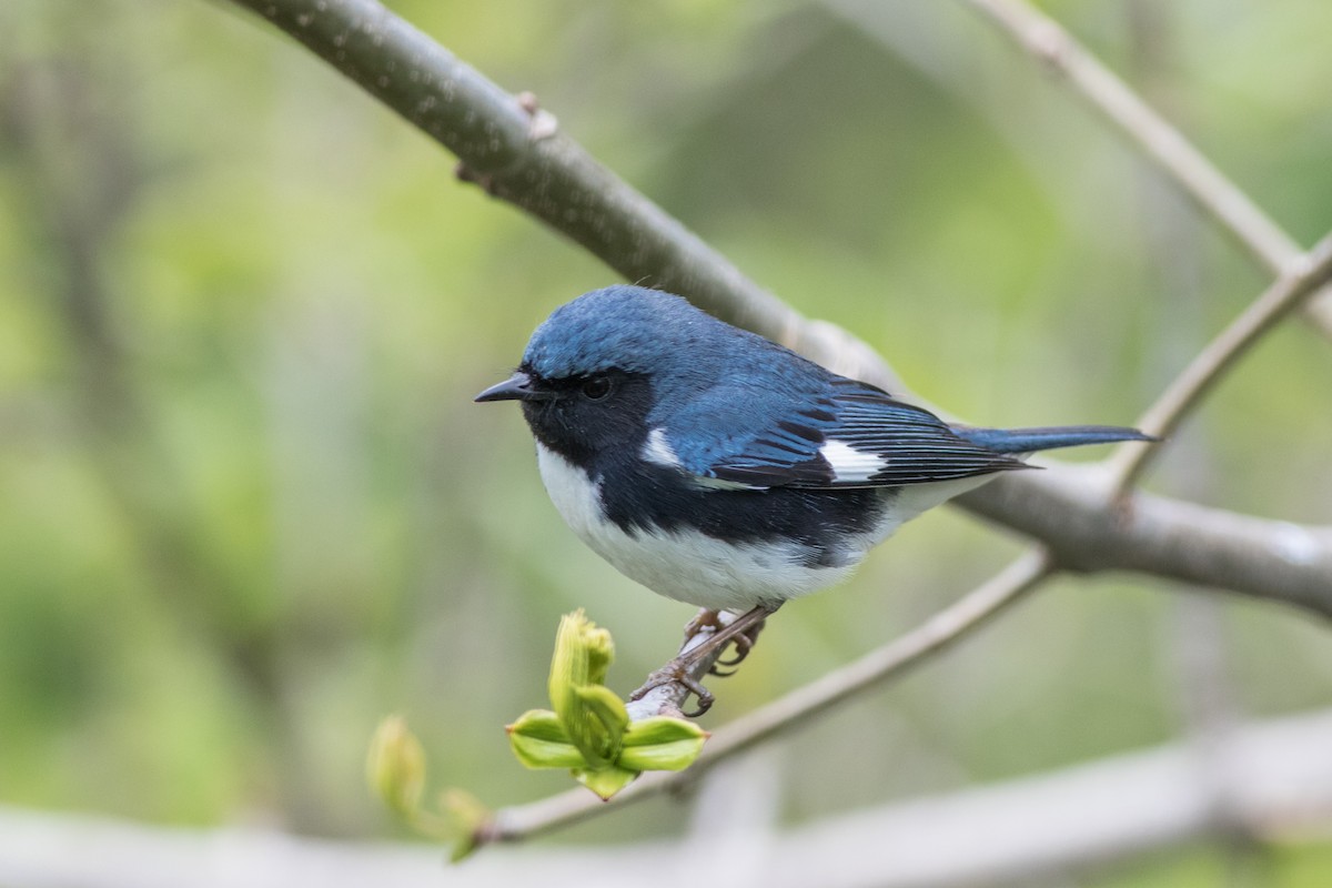 Black-throated Blue Warbler - Fran Morel