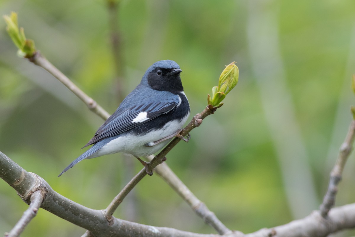 Black-throated Blue Warbler - Fran Morel