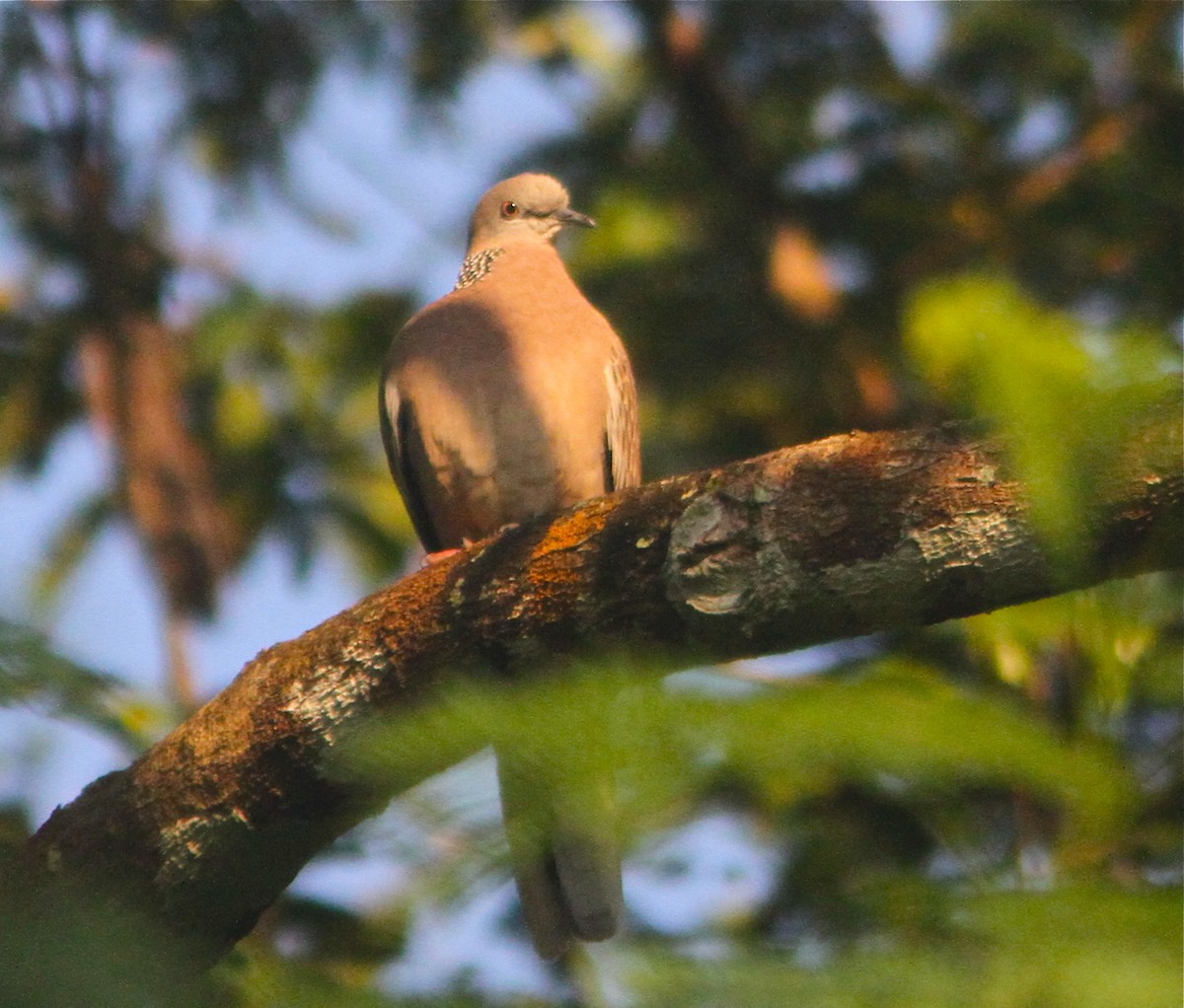 Spotted Dove (Eastern) - ML123961481