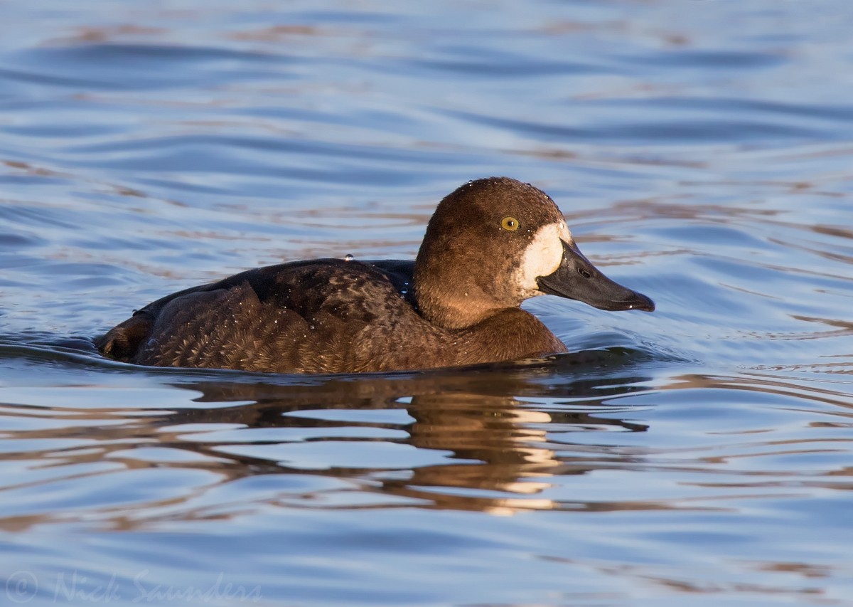 Greater Scaup - ML123961511