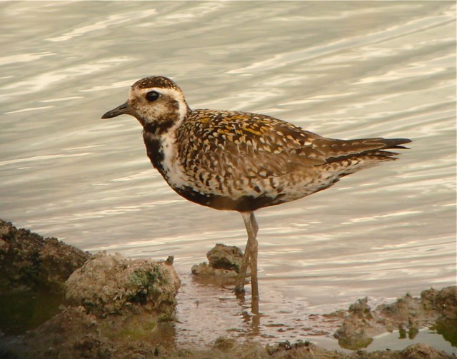 Pacific Golden-Plover - Rick Taylor