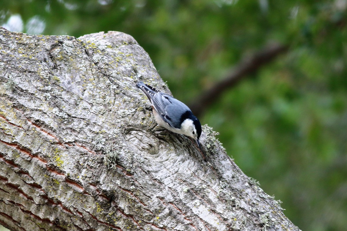 White-breasted Nuthatch - ML123963911