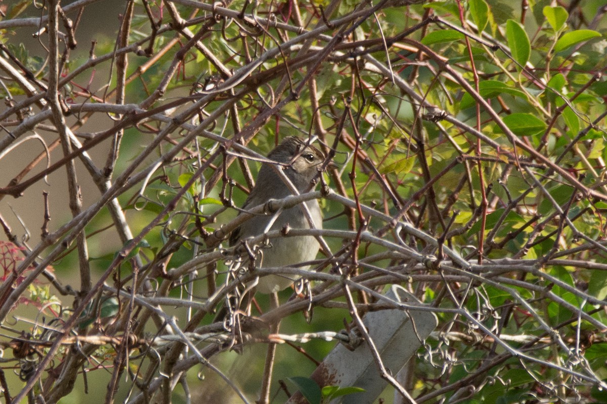 White-crowned Sparrow - ML123964271