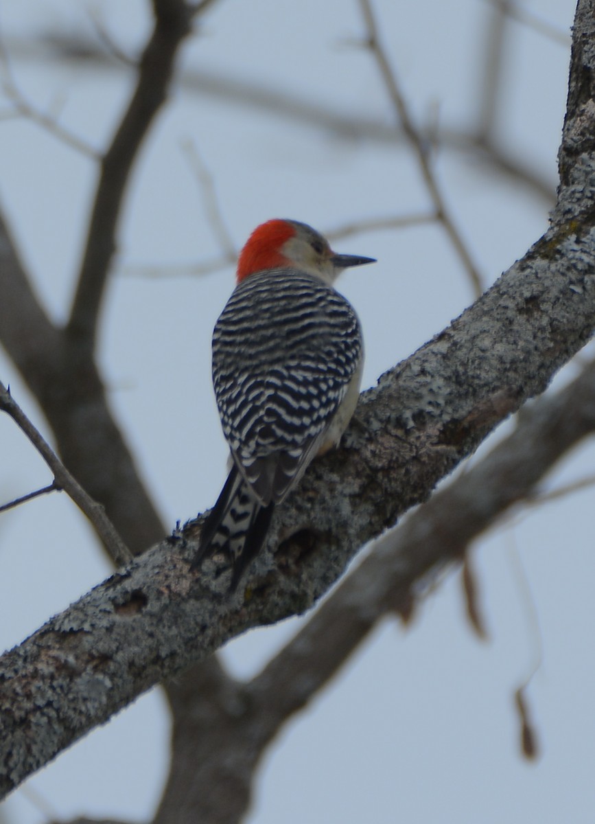 Red-bellied Woodpecker - Richard Garrigus