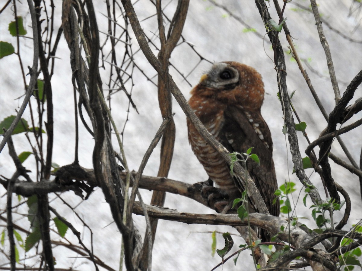 African Wood-Owl - Randy Schietzelt
