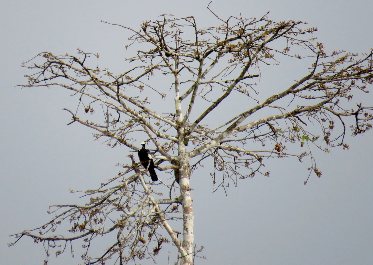 Blue-throated Piping-Guan - ML123970871