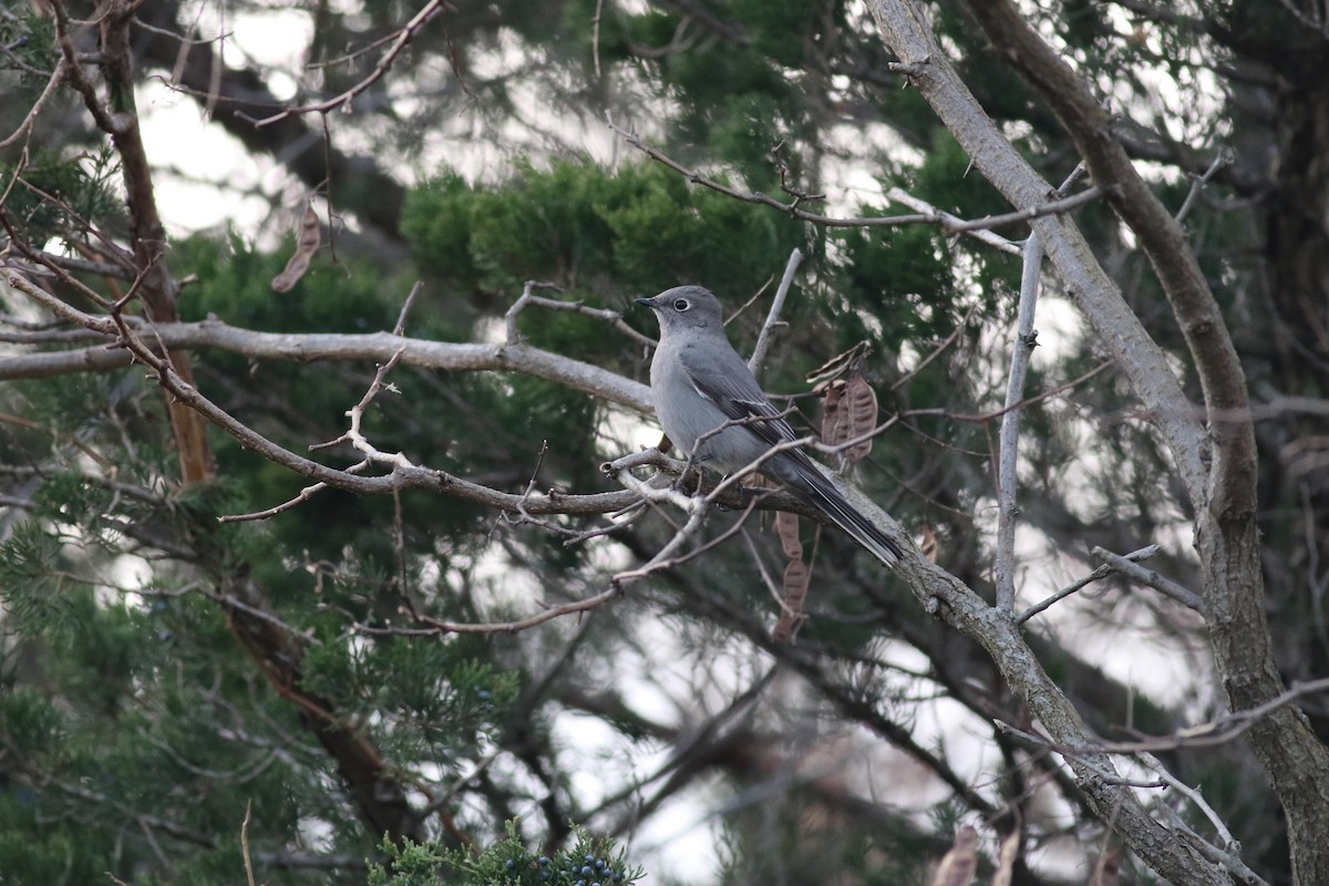 Townsend's Solitaire - ML123971671