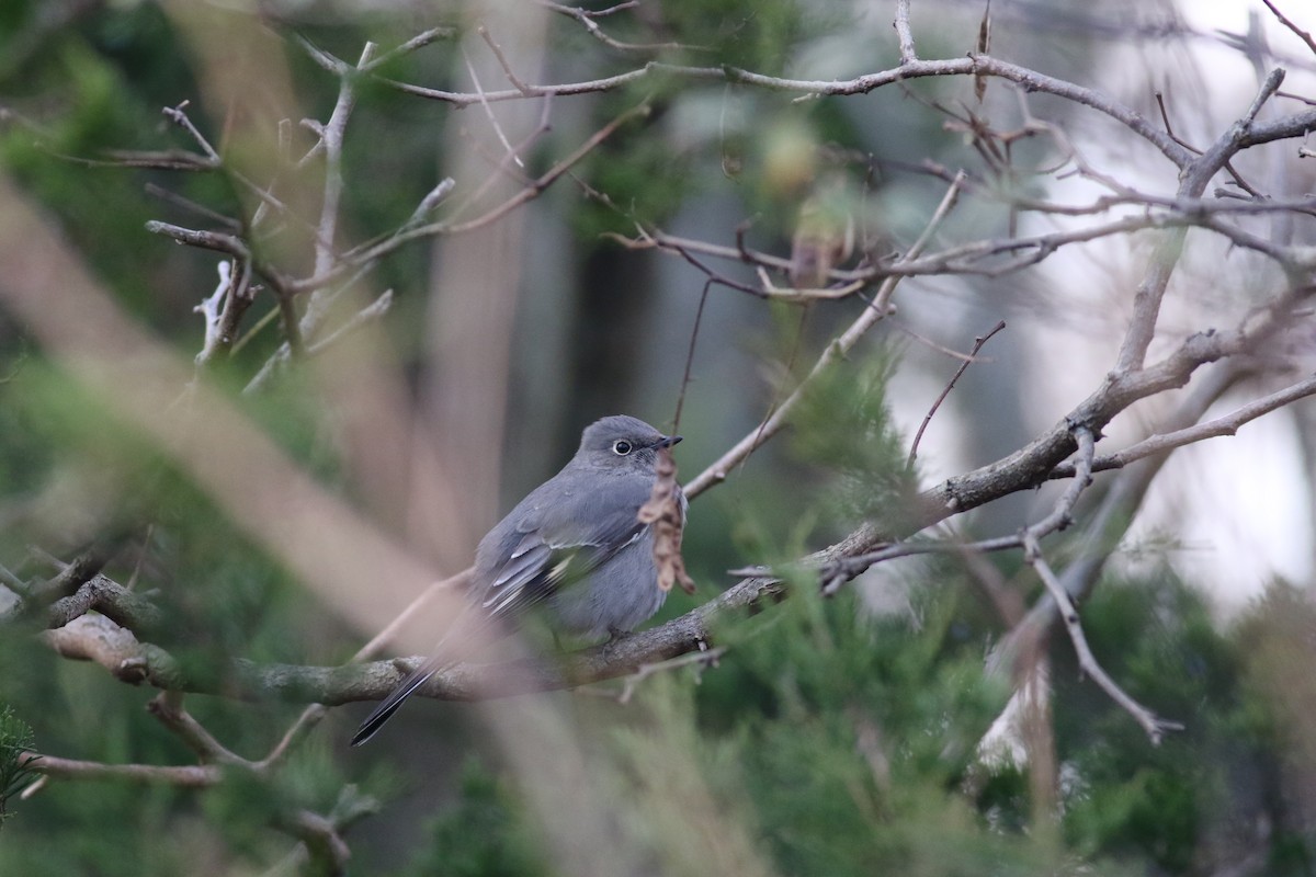 Townsend's Solitaire - ML123971681