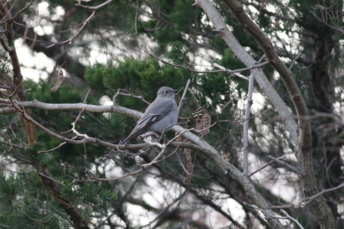 Townsend's Solitaire - ML123971691