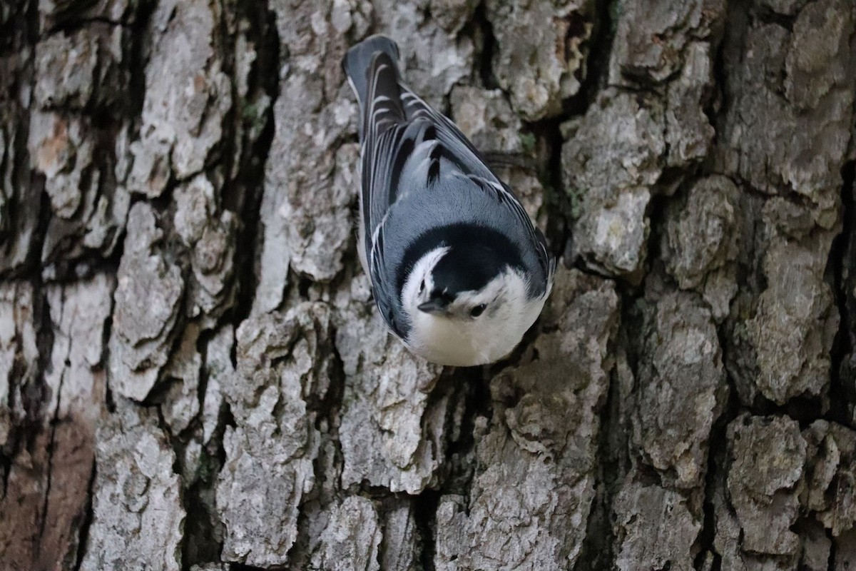 White-breasted Nuthatch - ML123972561