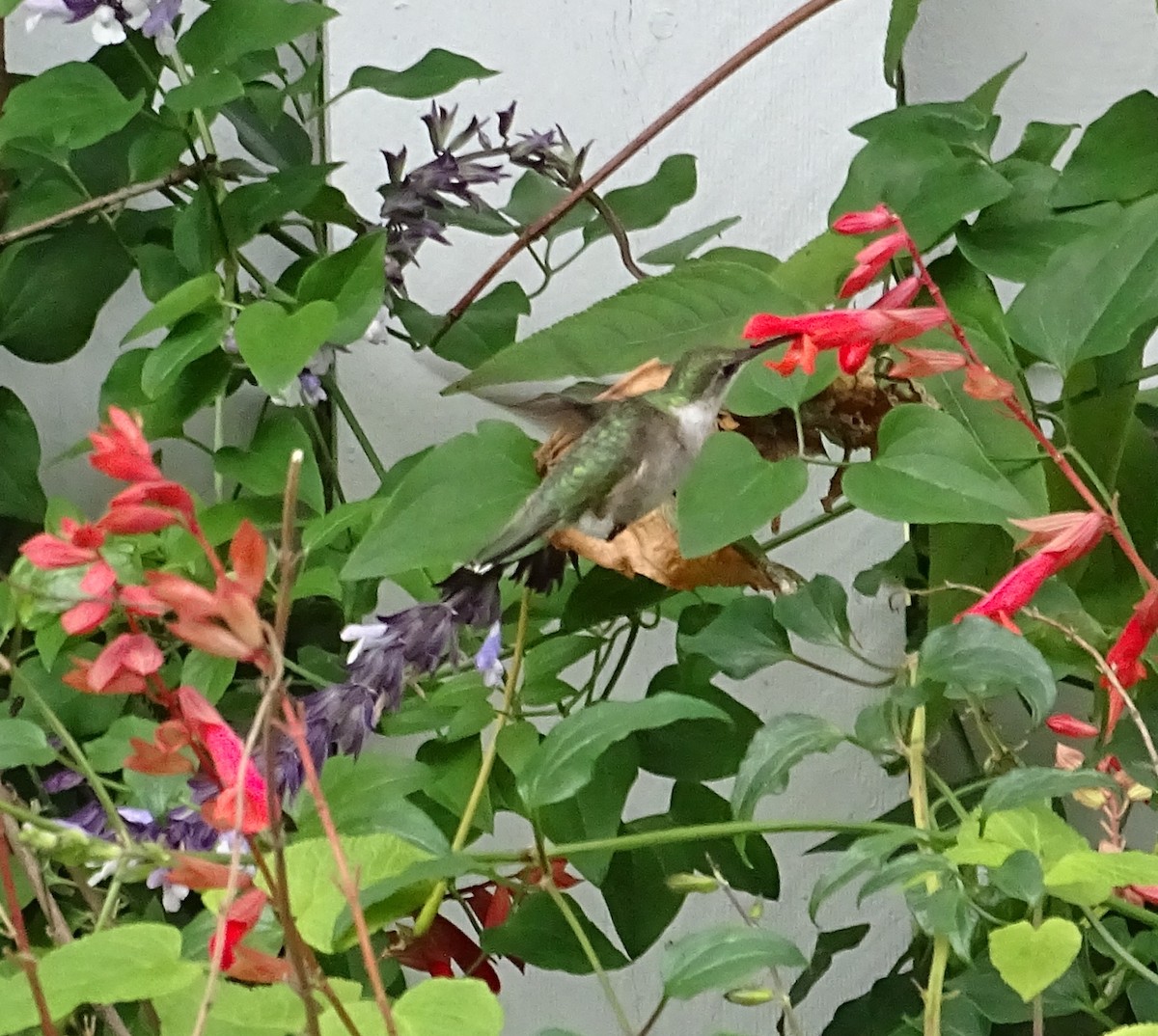 Ruby-throated Hummingbird - ML123972991