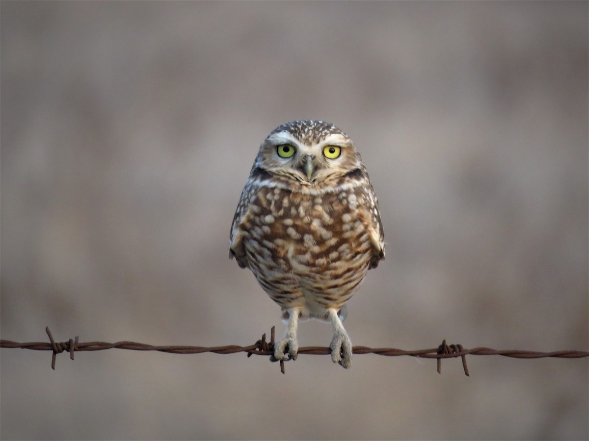 Burrowing Owl - ML123973591