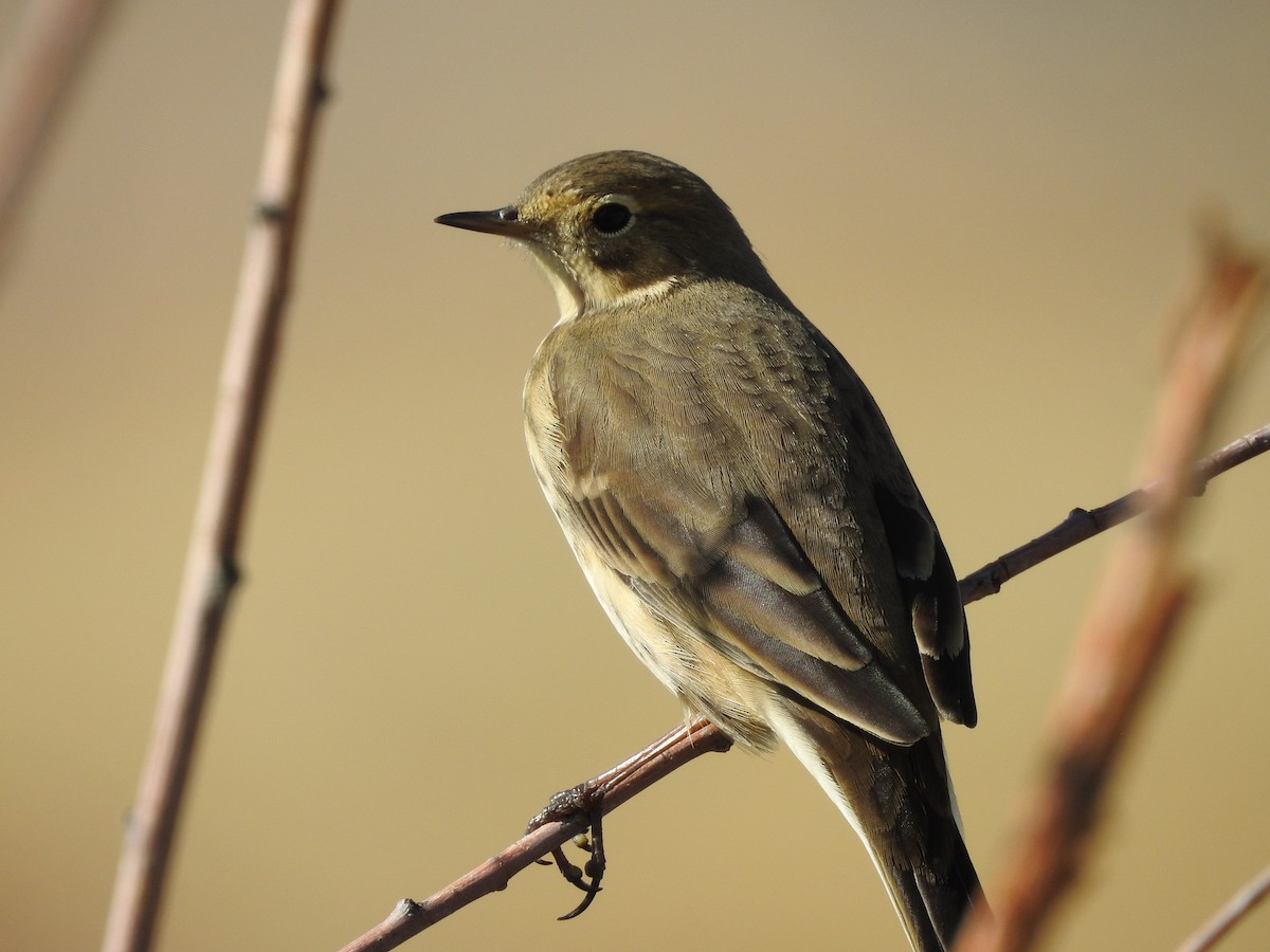 American Pipit - Shane Sater