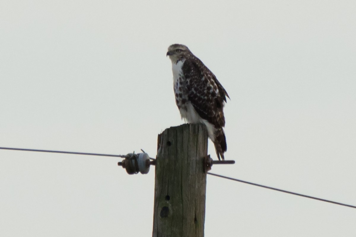 Red-tailed Hawk - ML123979741