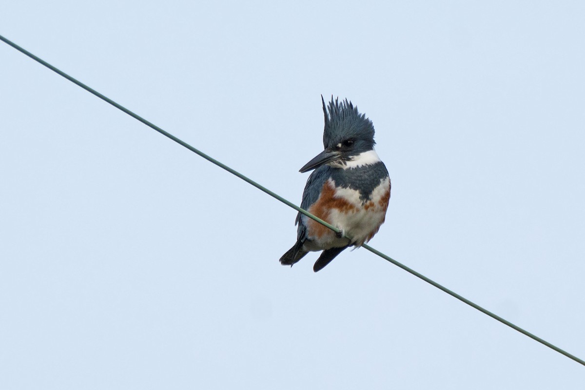 Belted Kingfisher - ML123979841