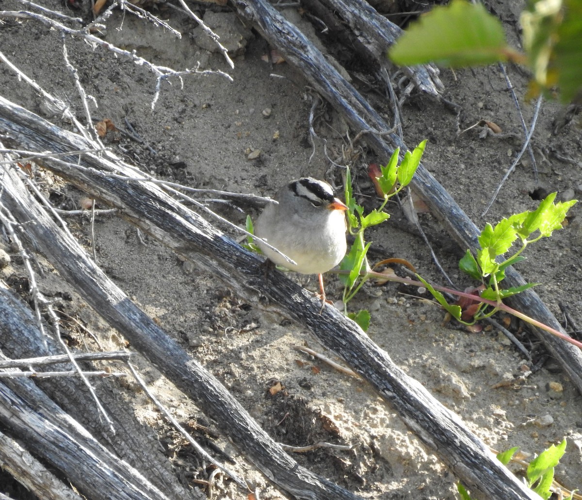 White-crowned Sparrow - ML123980131