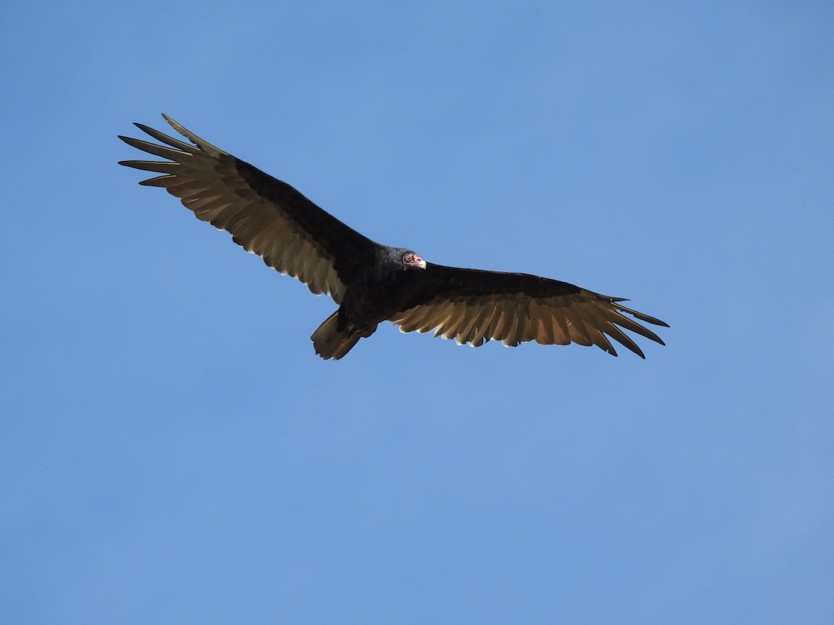 Turkey Vulture - ML123980181