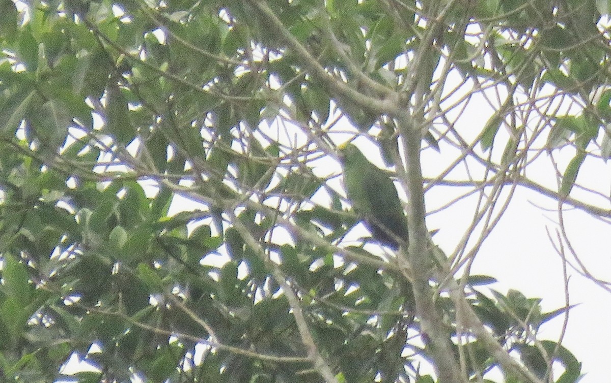 Yellow-crowned Parrot - ML123980951