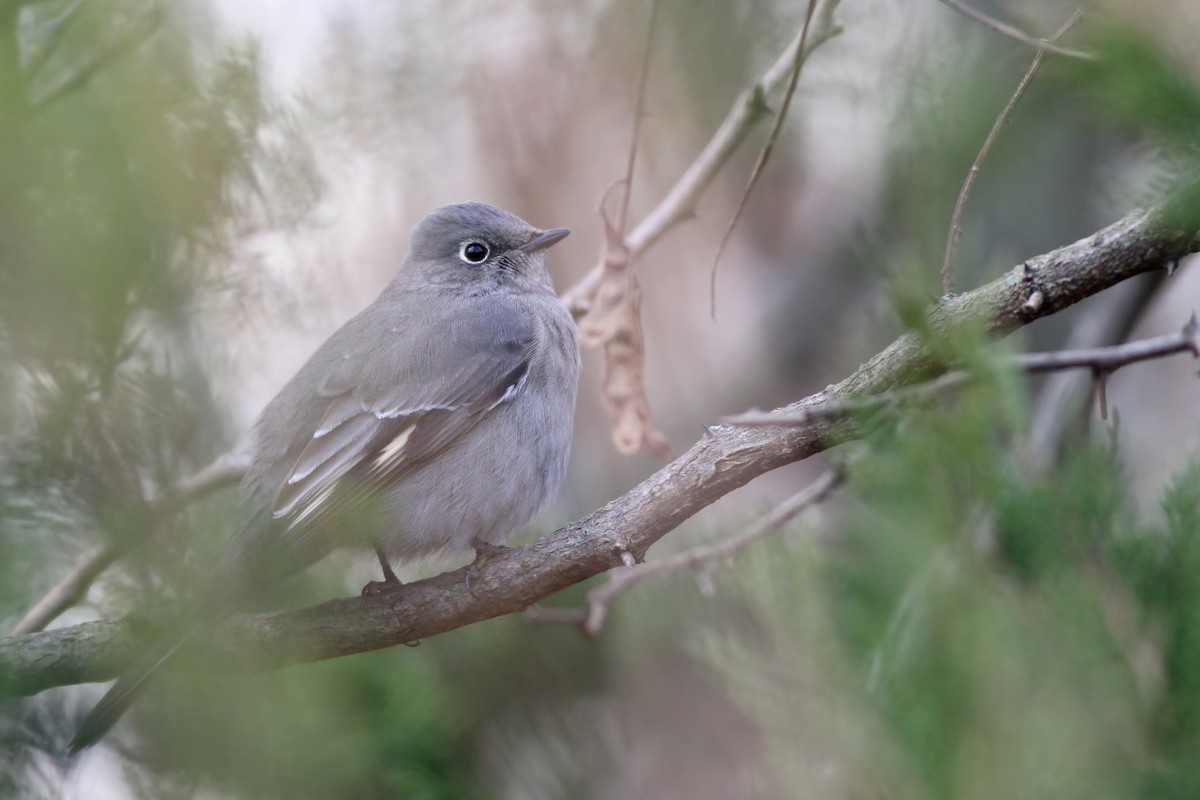 Townsend's Solitaire - ML123981101
