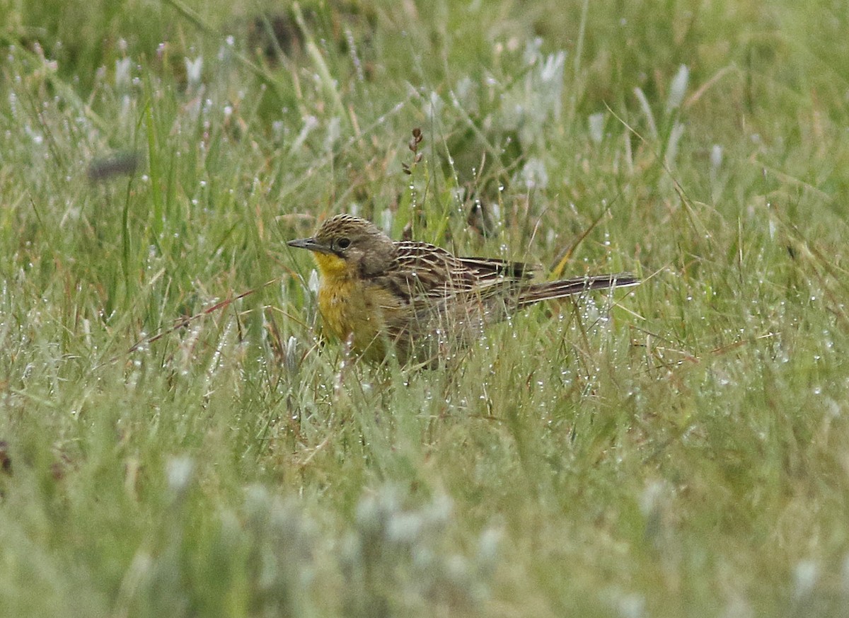 Yellow-breasted Pipit - ML123981591