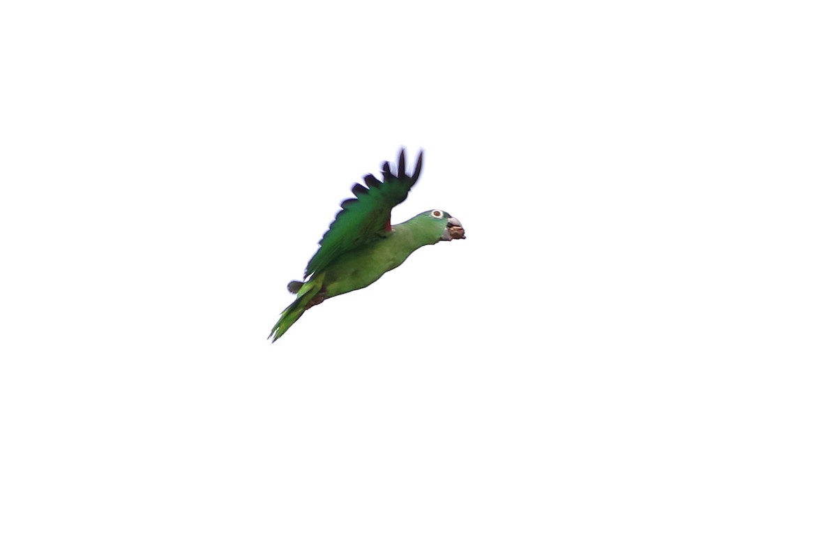 Mealy Parrot - ML123984971
