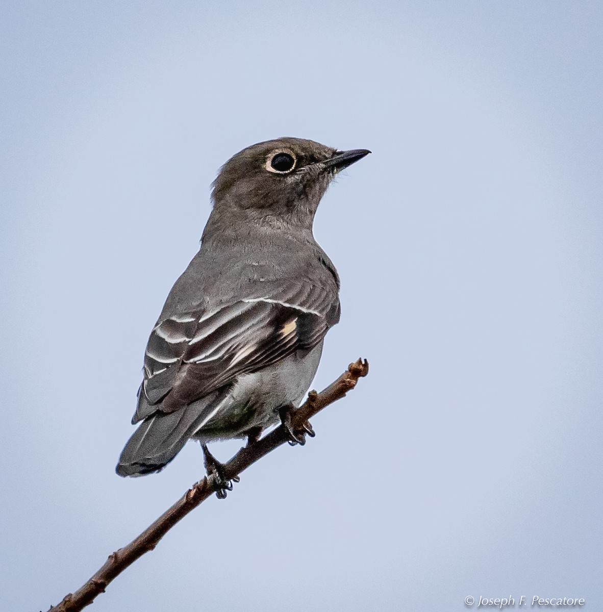 Townsend's Solitaire - ML123986101