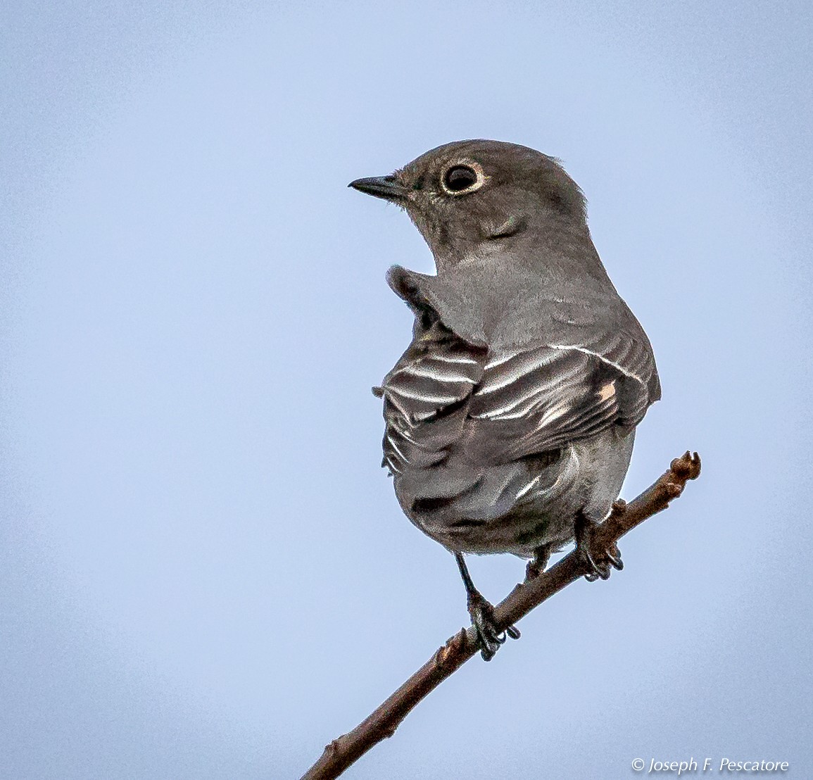 Townsend's Solitaire - ML123986111