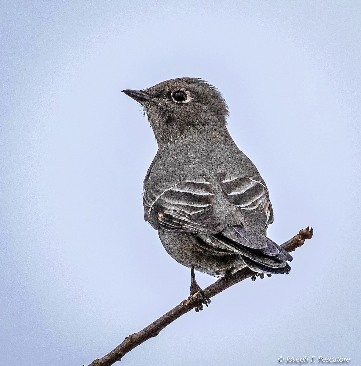 Townsend's Solitaire - ML123986121
