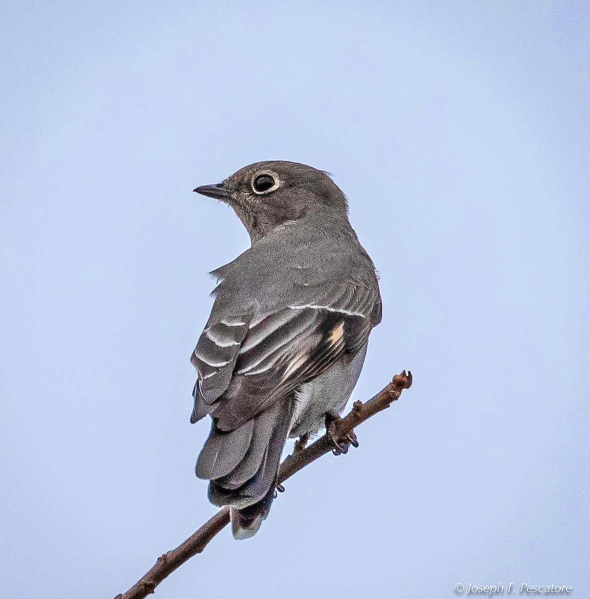 Townsend's Solitaire - ML123986131