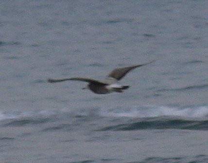 Black-tailed Gull - ML123990721