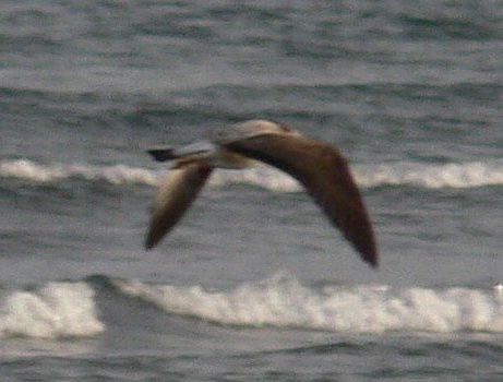 Black-tailed Gull - ML123990731