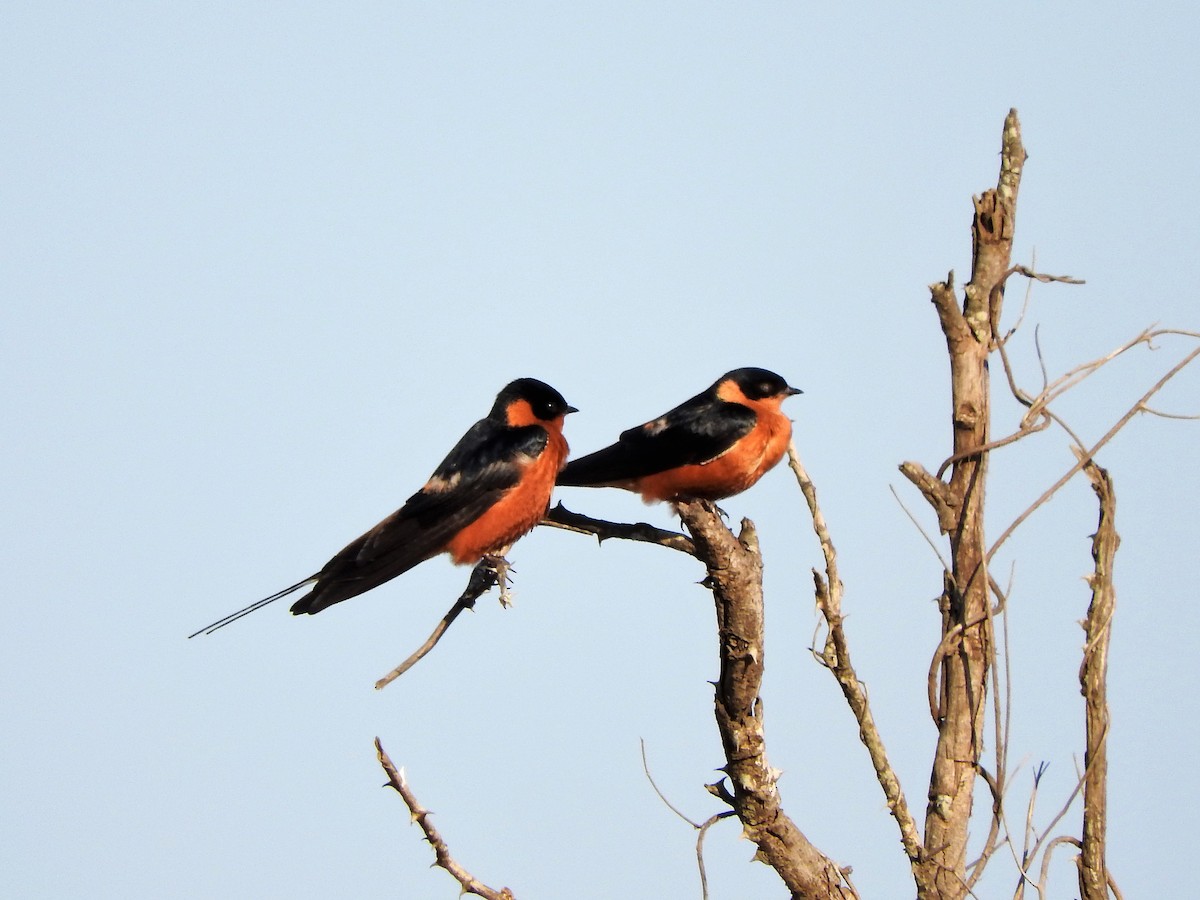 Rufous-chested Swallow - Jeff Aufmann