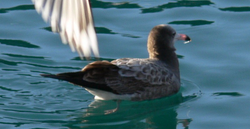 Black-tailed Gull - ML123995631