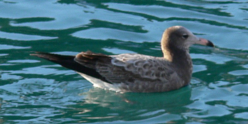Black-tailed Gull - ML123995641