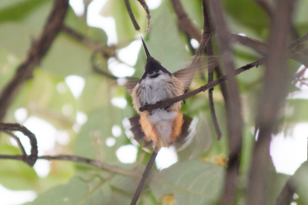 Bumblebee Hummingbird - ML123996021