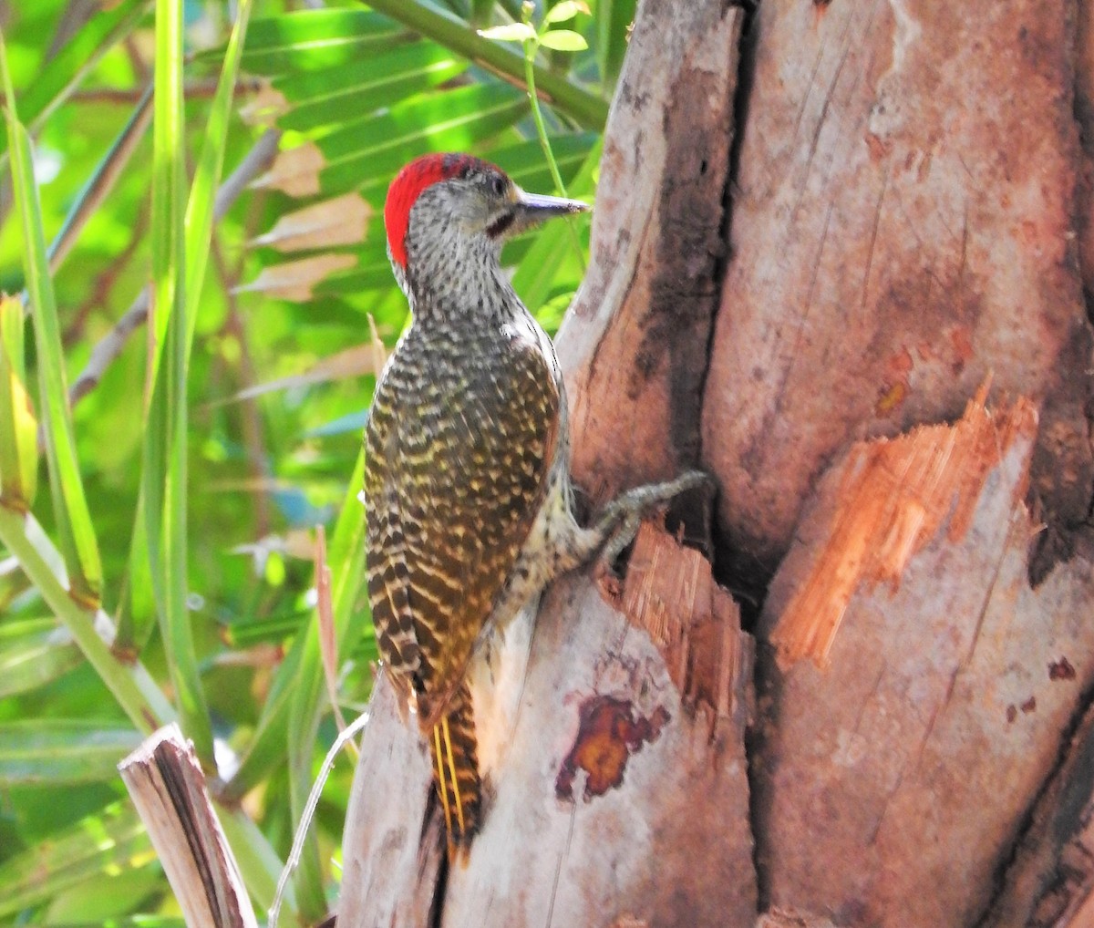 Golden-tailed Woodpecker - Jeff Aufmann