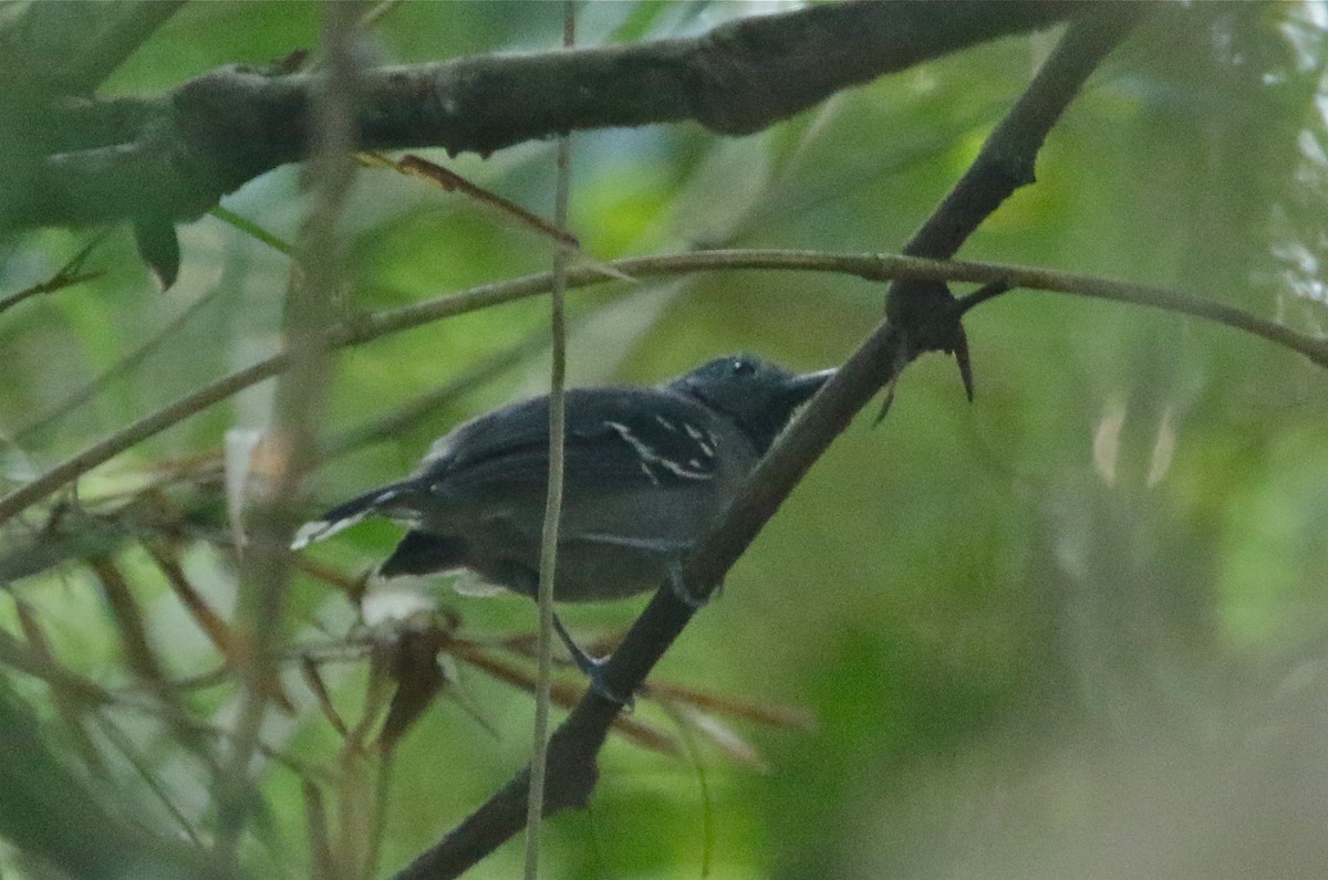 Band-tailed Antbird - Gil Ewing