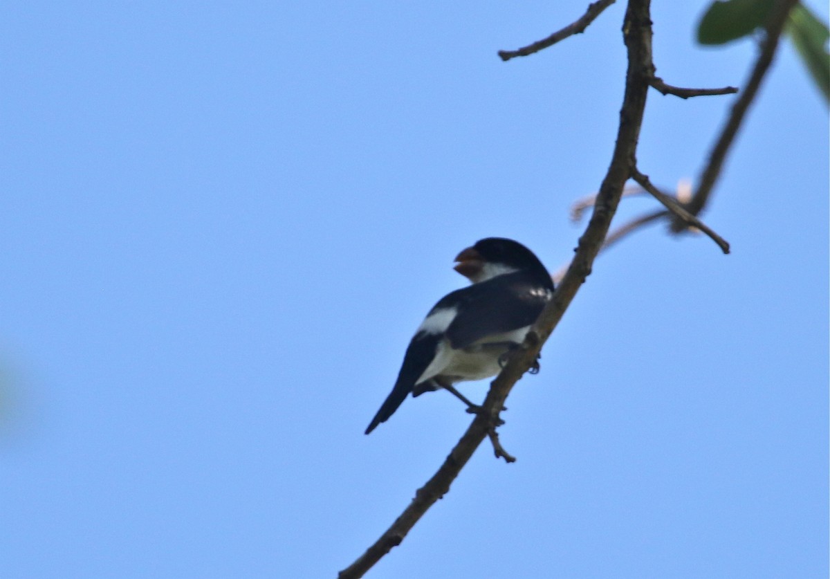 White-bellied Seedeater - ML124003011